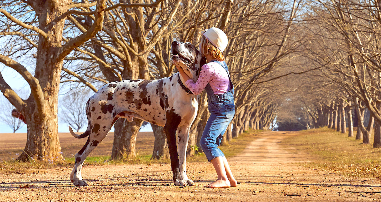 cane_corso_pic