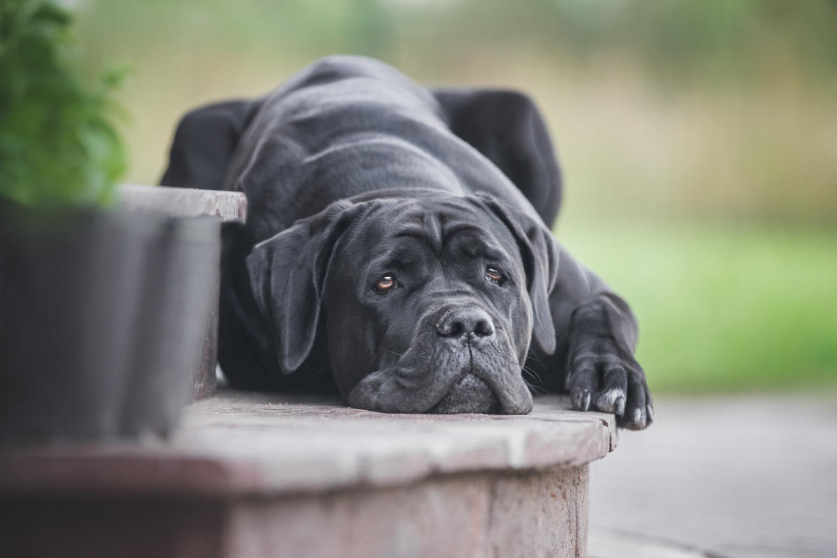 cane_corso_pic