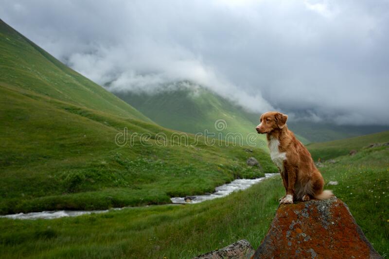 Dog standing in green valley