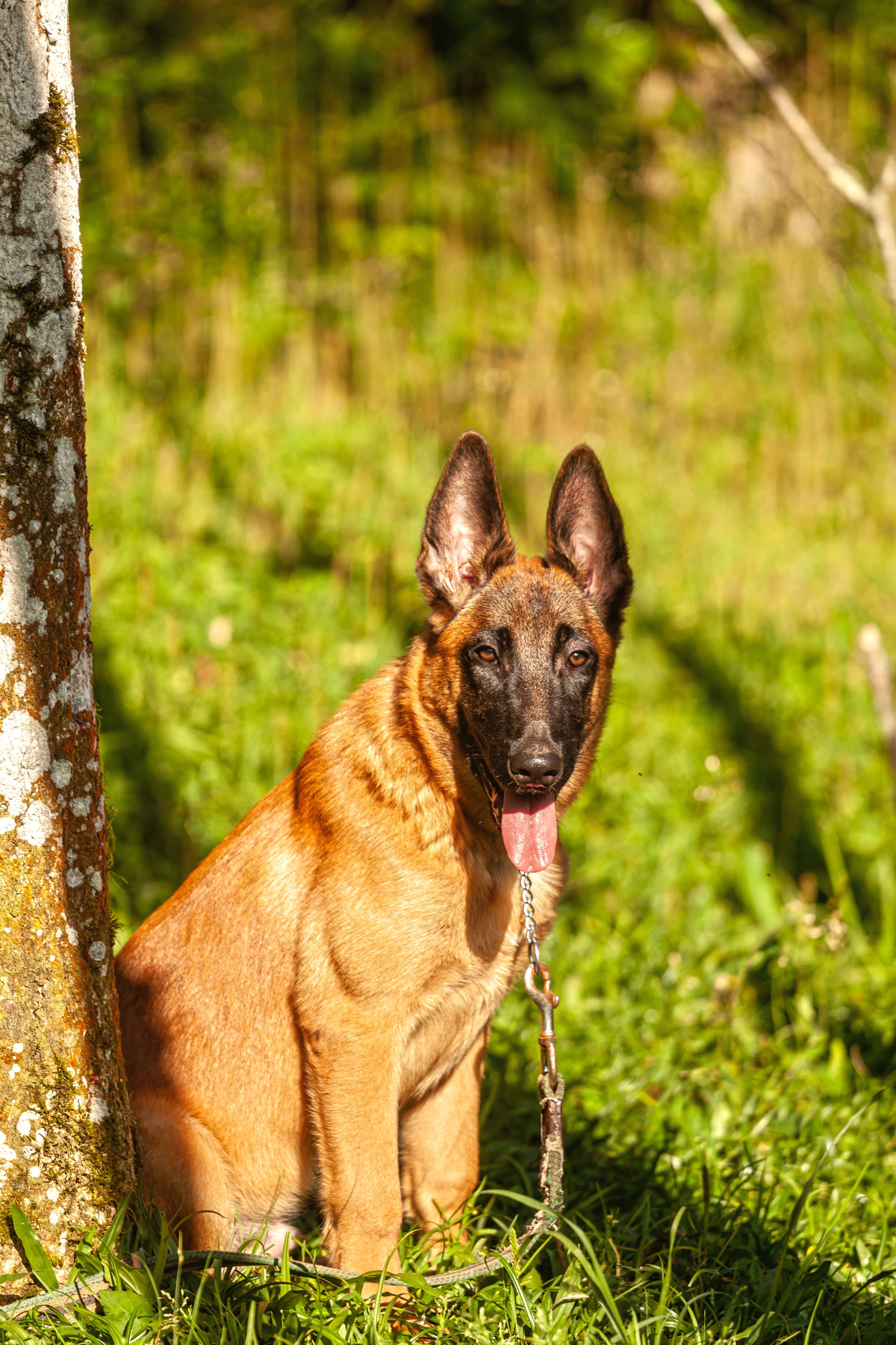 belgian malinois sitting under a tree