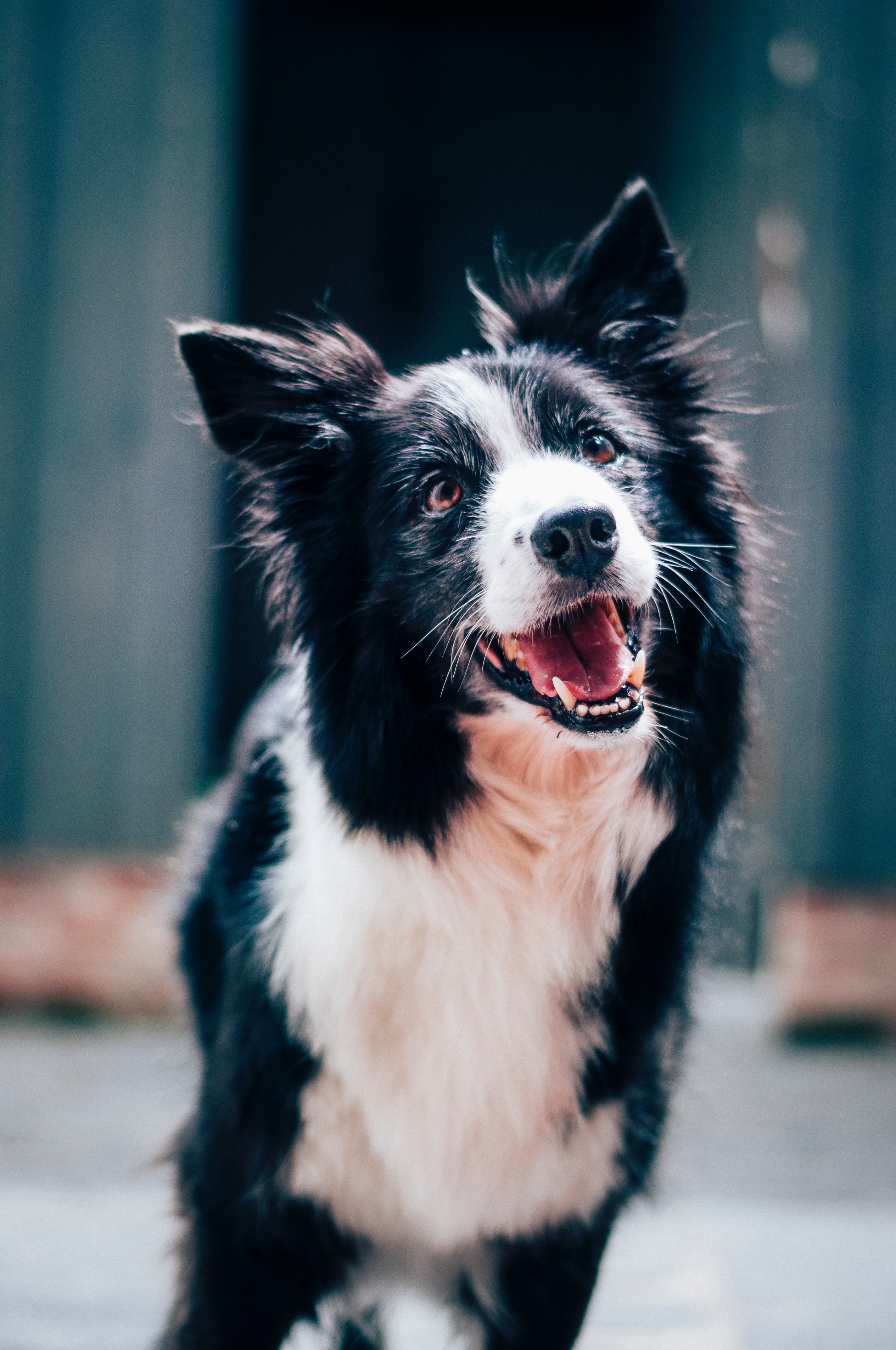 black-and-white border collie with tongue sticking out